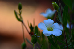 静寂輝花