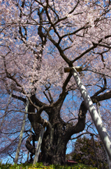 満開巨桜咲乱