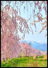 喜多方の春　～日中線に咲くしだれ桜～
