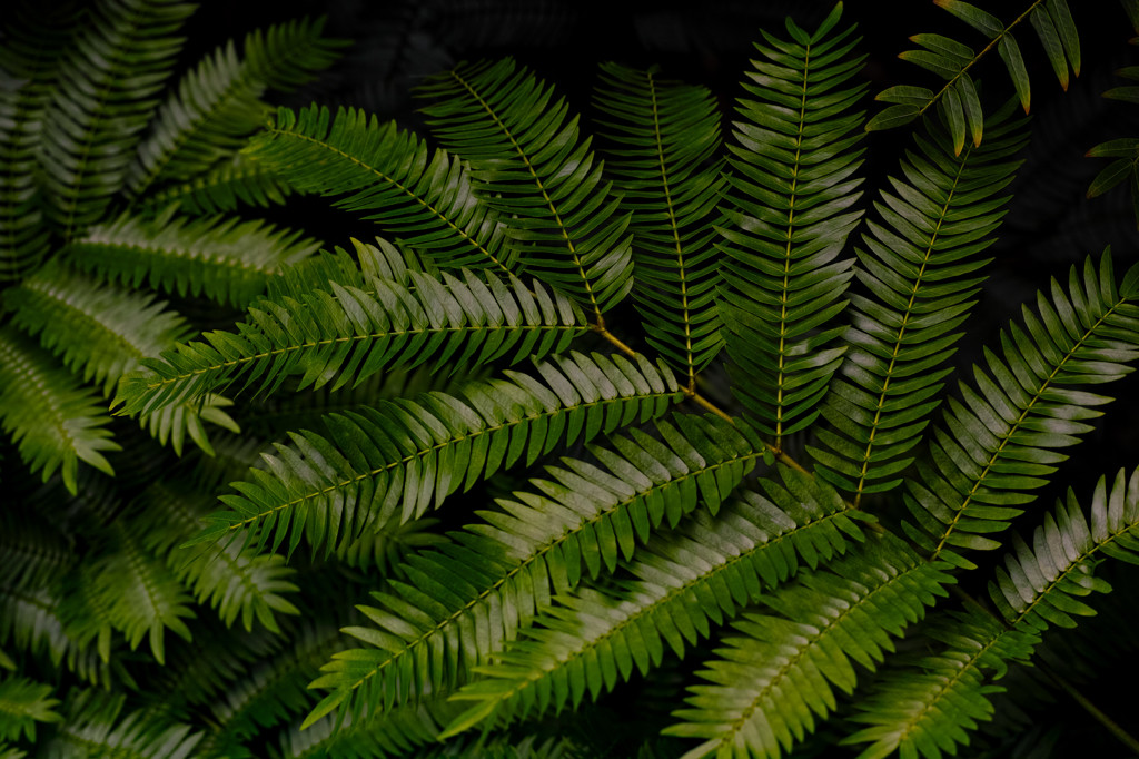  leaf leaf
