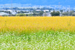 実る秋へ