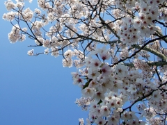 郷愁　～愛しさと切なさの桜花～