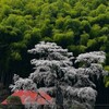 雪村庵 2020 3