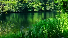 緑彩の沼
