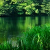 緑彩の沼