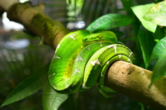 Green snake