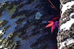 最後の紅