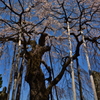 永泉寺の桜２　～ 力強く ～