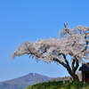 青空に映えて　～ 小沢の桜 ～ 2