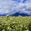 実りの秋へ　　～ 磐梯山と蕎麦畑 ～ 3