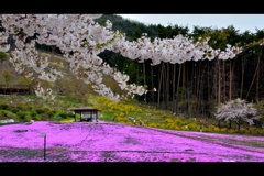 桜舞い散り芝桜が咲く