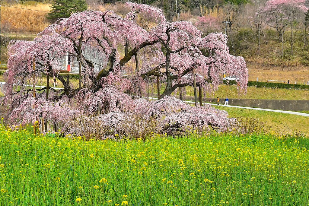 三春滝桜 2020 2