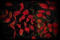 紅