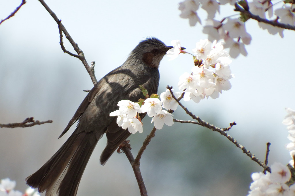 桜の香りに酔い痴れて