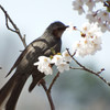 桜の香りに酔い痴れて