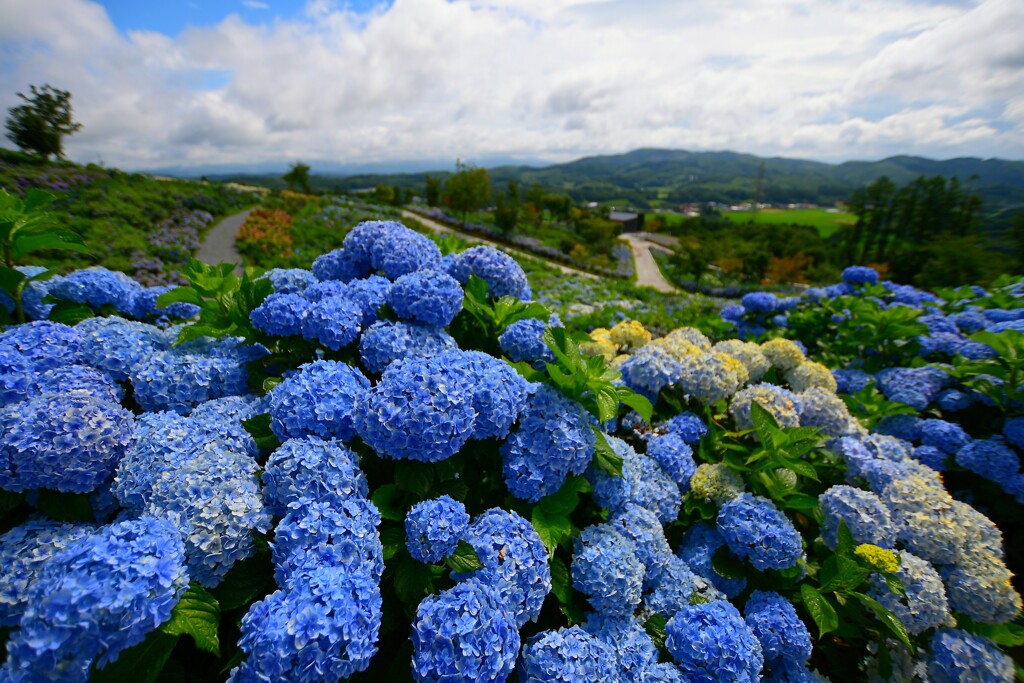 紫陽花の丘 2