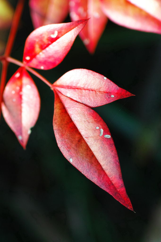 味深き紅の葉