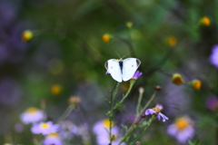 Cabbage butterfly