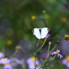 Cabbage butterfly