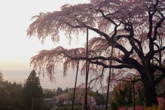 夕刻紅枝垂