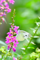 White fairy