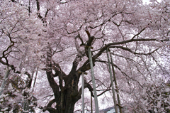 巨桜咲く