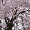 巨桜咲く