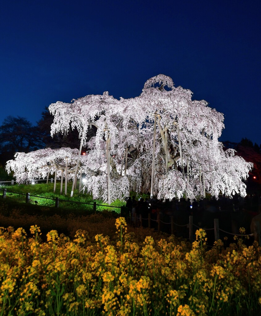 夜滝桜 ニ