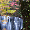 秋彩男滝