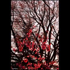 庭桃花　四　～山桜と桃花　～