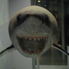 shark