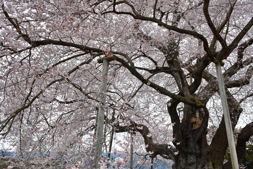 巨桜咲く　２