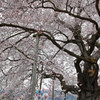 巨桜咲く　２