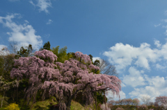 紅枝垂地蔵桜　１