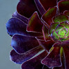 complicated flower