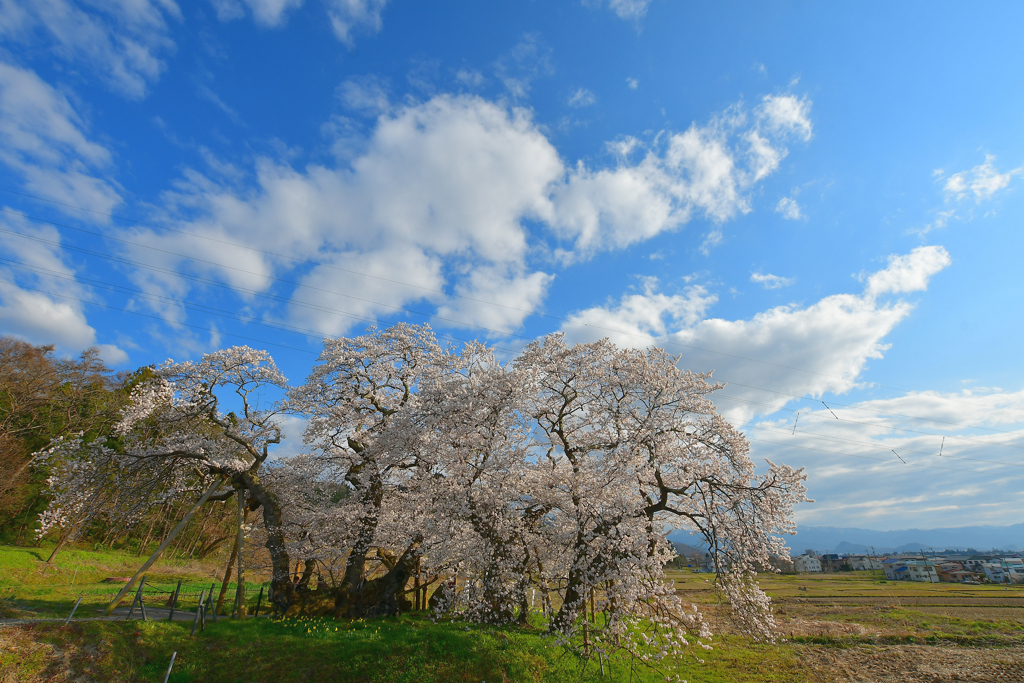 石部桜