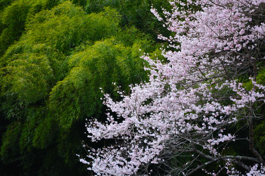 緑映桜　２