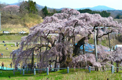 故郷春景色　～三春滝桜～　２