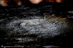 The universe in annual rings 