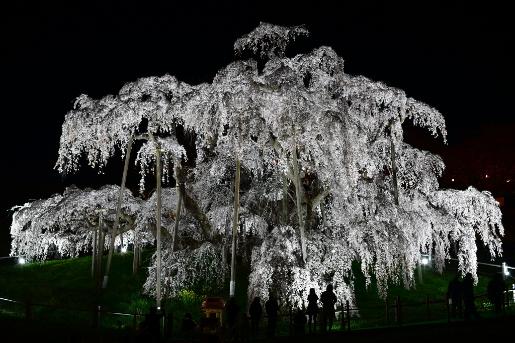 偉大なる巨桜 ２