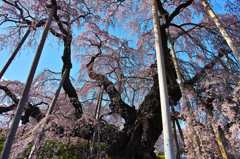 快晴滝桜　～樹齢１０００年～