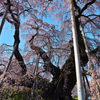 快晴滝桜　～樹齢１０００年～