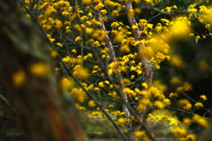 黄色黄光　～　黄色の春ひかる～