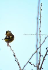 The branch which waits for spring 