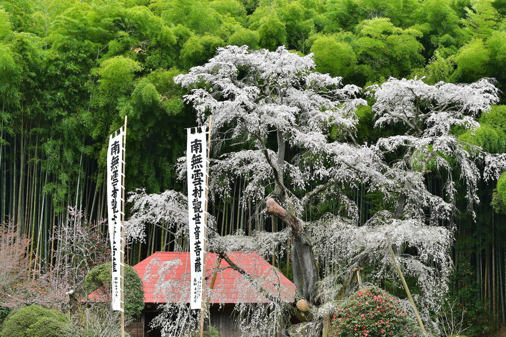 雪村庵の桜　２