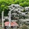 雪村庵の桜　２