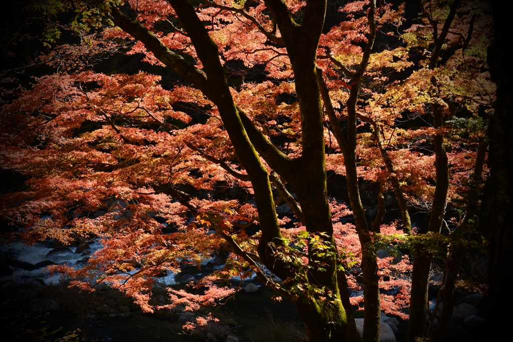 秋あかり