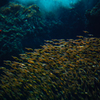 金魚群