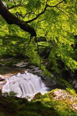 夏井川渓谷　～ 新緑の大滝 ～