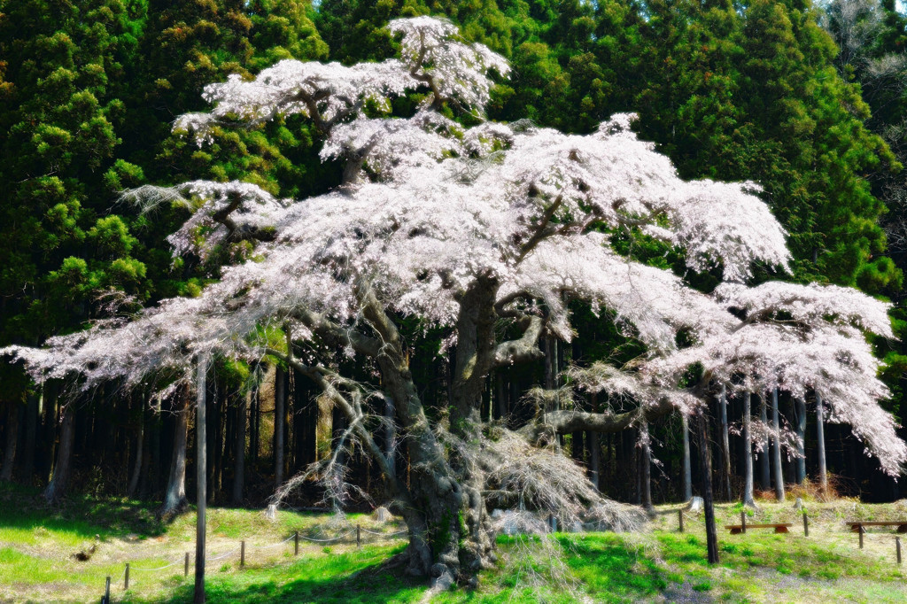 夢見輝桜